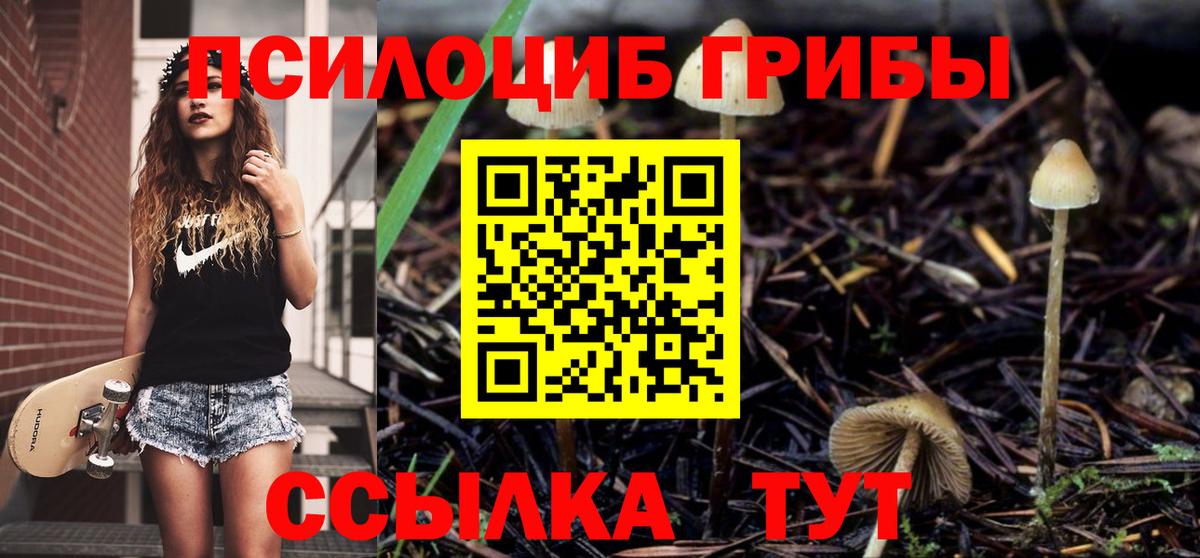 Черняховск  Галлюциногенные грибы Cubensis  Вход с VPN 